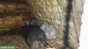 ЧЕМ КОРМИТЬ КРОЛИКОВ.Как кормить кроликов. КОРМОСМЕСИ для кроликов.ДОЗИРОВКА КОРМОВ для КРОЛИКОВ.