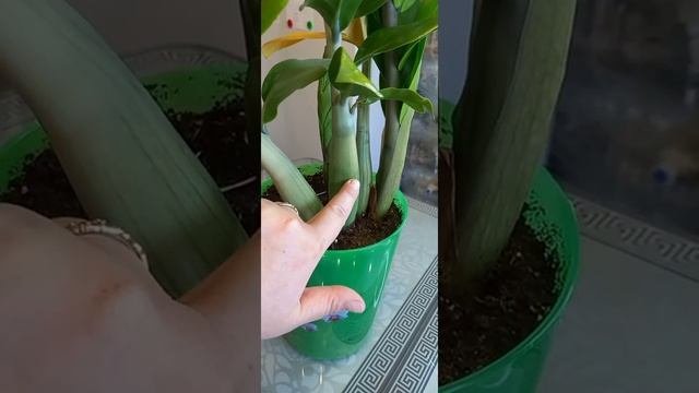 ЗАМИОКУЛЬКАС: пожелтел лист?