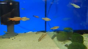 цены на аквариумных рыбок, Вишневый барбус, Barbus titteya, аквариумный бизнес