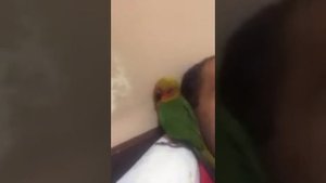 Говорящий попугай Аратинг