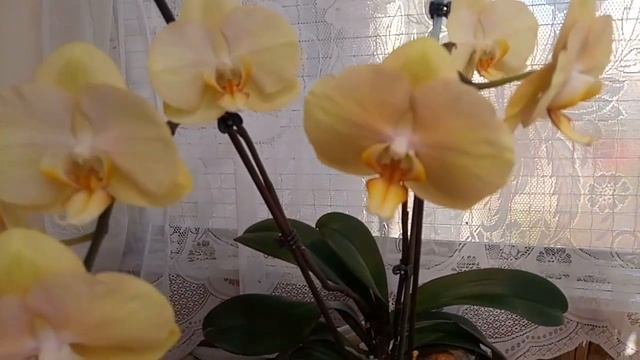 ОРХИДЕИ С НАЗВАНИЯМИ СОРТОВ .. смотреть онлайн