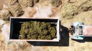 Швицкая порода коров в Казахстане: плюсы и минусы, уход за КРС и надои | Какпатас-Кордай | ElDala