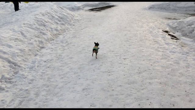 Супер радость Русского Той Терьера. Босиком по снегу. смотреть онлайн