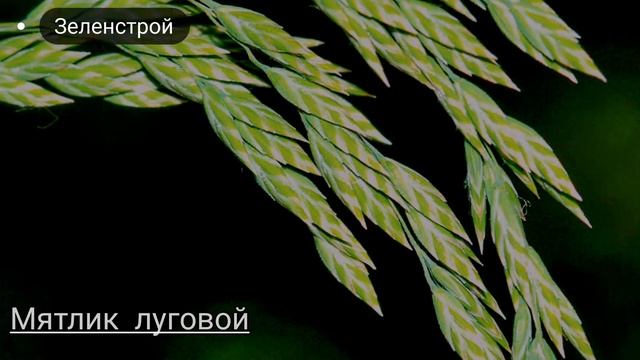 Смесь семян трав "Спорт" смотреть онлайн