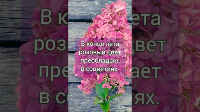 Цветение🌸🌿 Ванилла Фрайз #hydrangea #метельчатыегортензии #vanillafraise #flowers #цветы #цветение