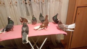 Голуби   Бессарабские вертуны