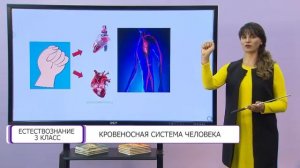 Естествознание. 3 класс. Кровеносная система человека /30.11.2020/