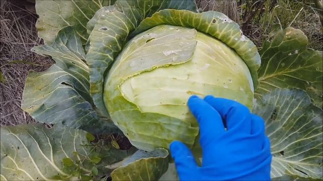 КАК ВЫРАСТИТЬ ПОЗДНЮЮ КАПУСТУ НА УЗКИХ ГРЯДКАХ? ТРИ УРОЖАЯ ЗА СЕЗОН . смотреть онлайн