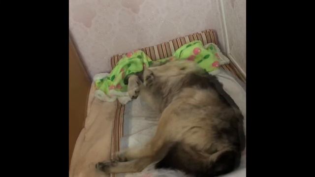 Любовь и забота- самое главное! Спондилёз у старенькой собаки.
