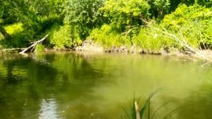 исток чумыша в тайге