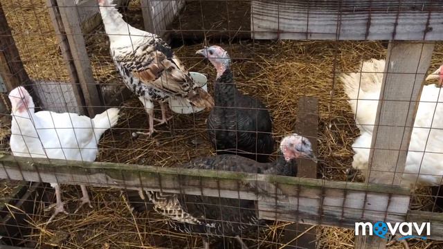 Открываю голосование/ не оставайтесь без внимания/каждый голос важен смотреть онлайн