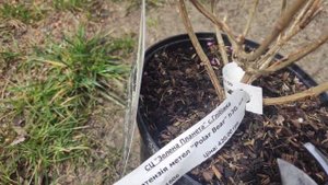 Гортензия метельчатая Polar bear, Magical andes и Эрика, пополнение моей коллекции 2021