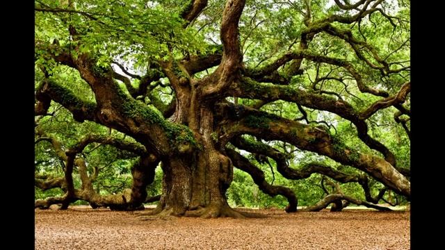 Спокойная музыка для релаксации и медитации // Calm music for relaxation and meditation смотреть онлайн