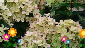 Гортензия метельчатая Пастел Грин. Краткий обзор, описание hydrangea paniculata Pastel Green