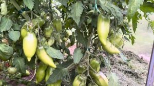 Очень урожайный сорт ФИОЛЕТОВАЯ ГОРДОСТЬ ВЕССЕЛЯ!!! 2023 год