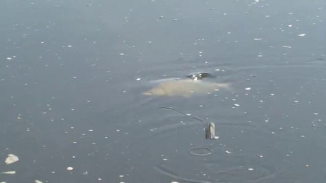 Лещ на фидер смотреть онлайн