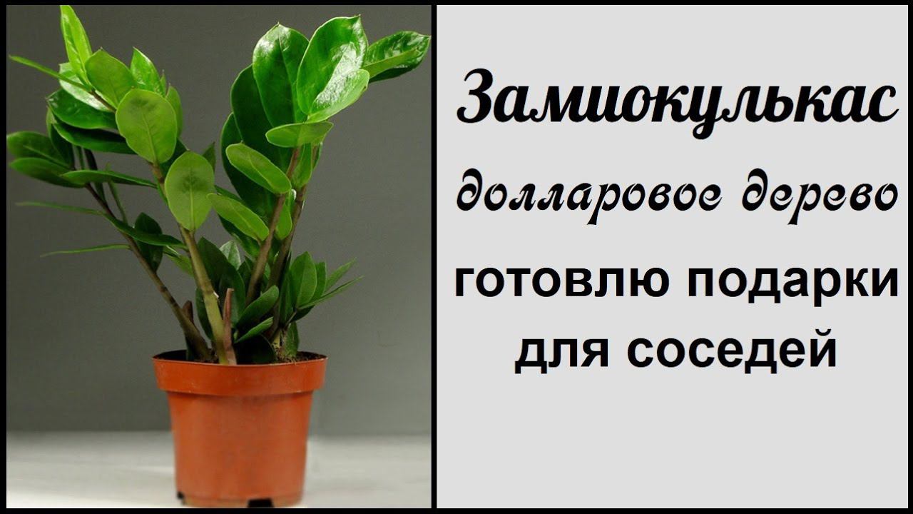 ЗАМИОКУЛЬКАС  Долларовое дерево   Размножение, черенкование, посадка и уход