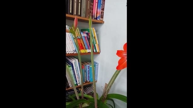 Цветущий февраль  #shorts