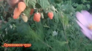 Оранжевое чудо -супер малина для себя!