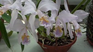 Цветение апрель 21г Cattleya mossiae var coerulea  Lycaste Kiama Miss Kobe  Paphiopedilum St Swithi