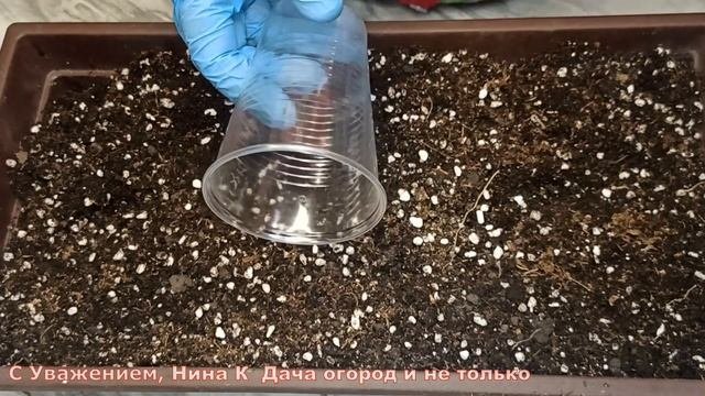 ДЛЯ ДРУЖНЫХ ВСХОДОВ И ЗДОРОВОЙ КРЕПКОЙ РАССАДЫ ДЕЛАЮ ТАК! Рассада Баклажанов без пикировки