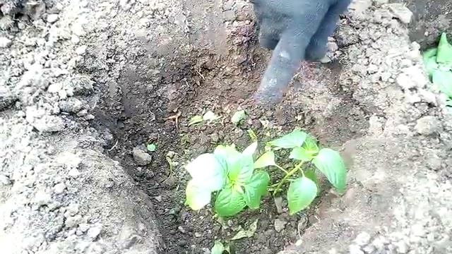 Пересадка перца в грунт и первая подкормка. От такой подкормки перцы растут бешено смотреть онлайн