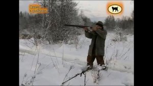 Западно сибирская и русско европейская лайки. Из цикла Я и моя собака.