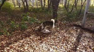 Лайка западно-сибирская