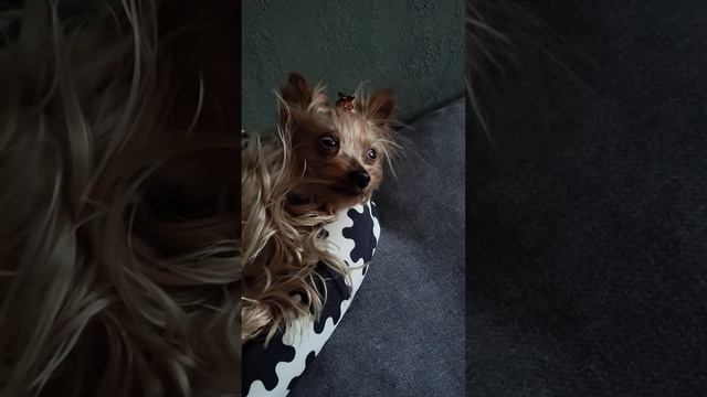 Габби гавкает во сне смотреть онлайн