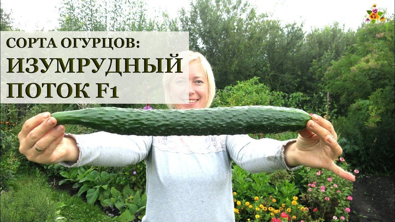 Как использовать большие огурцы. Огурец изумрудный поток f1. огурец китайский изумрудный поток. огурцы сорт изумрудный поток. большой огурец.