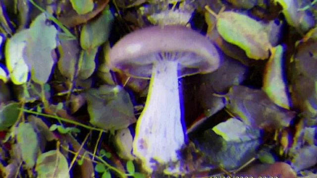 Мои грибные опыты.Фото осенних грибов.
