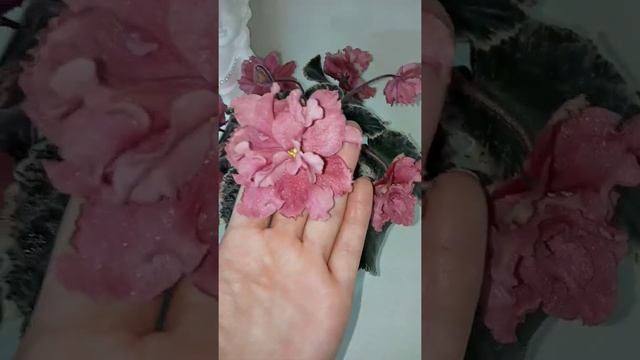 Фиалки у Алисы. ЕК Рыжий Кот. #shorts смотреть онлайн