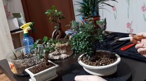 Первое видео про бонсай ( Вяз мелколистный )