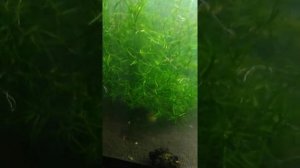 Аквариумные рыбки. Данио, тернеции, меченосцы, сомики