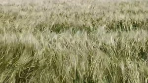 Эннио Морриконе, Ennio Morricone (10 ноября 1928 —6 июля 2020) Allein Gegen Die Mafia: Mille Ecchi