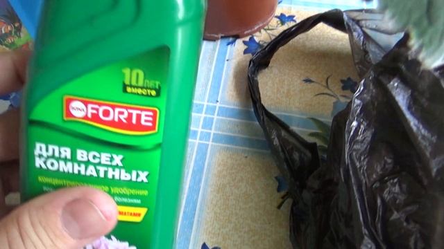 Домашние цветы,глоксиния.