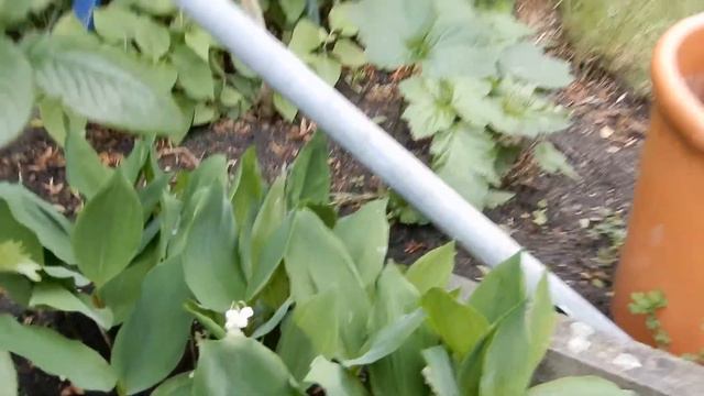 Красивое цветение рододендронов,весенние зарисовки 2018 смотреть онлайн