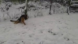 Алабай (САО ,среднеазиатская овчарка,азиат) и немецкая овчарка.Гуляем .