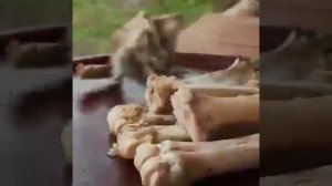 Вот это супер! Как он готовить просто посмотрите, голова быка всему голова?