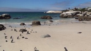 Африканские пингвины на пляже Boulders Beach