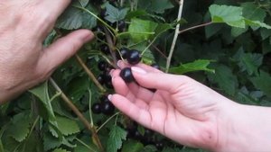 Черный десерт - очень сладкий новый сорт черной смородины