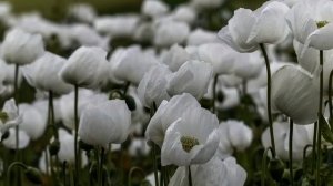 Детское христианское пение "Иисусу посвящаю"