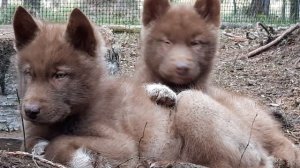 Гибрид Волка. Рыжики.