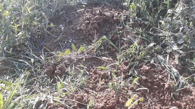 Beyaz Lahana Yetiştiriciliği Ve Lahananin Faydaları