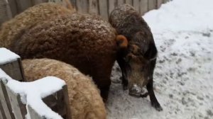 Венгерская  мангалица и сколько я даю ей зерна.
