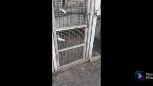 Бакинские голуби плечки, акбаши, шейки.