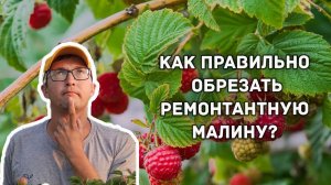 Как правильно обрезать ремонтантную малину?