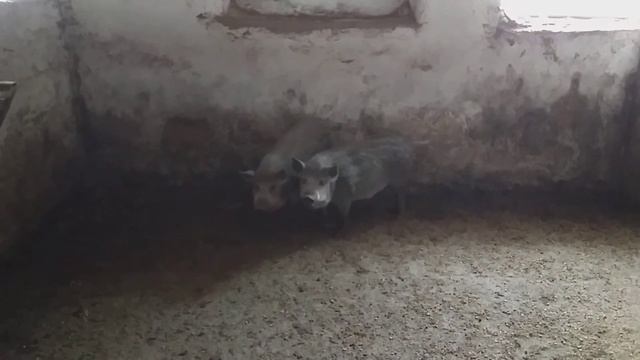 Поросята кармалы кабанчики возраст 3 месяца вес 38кг не вырезанные 16042020 смотреть онлайн