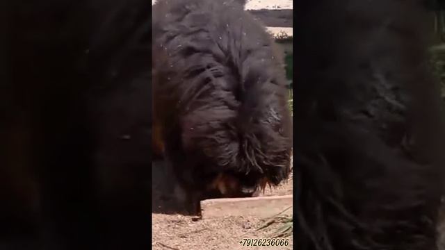 #mastiff #puppies #tibetan #mastif #puppy #puppies #щенки  #пушистый #собака #dogs