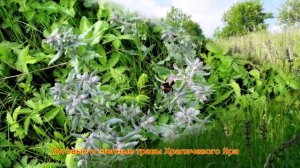 Памятник природы "Храпачов Яр"